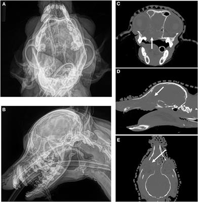 Imaging in Non-neurologic Oncologic Treatment Planning of the Head and Neck